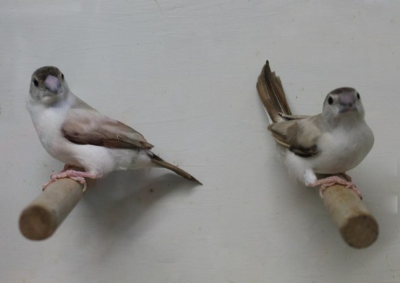 Becco di piombo pastello (coppia)