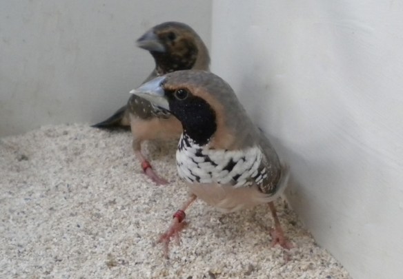 Donnacola petto bianco (coppia)