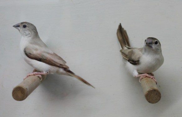 Becco di piombo pastello (coppia)