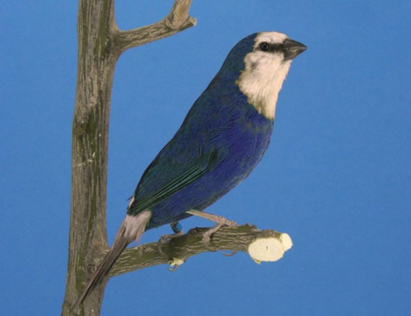 Mutazione: cobalto (blu-oliva)