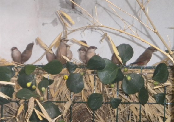 Estrilde groppone rosso (colonia di soggetti in voliera)