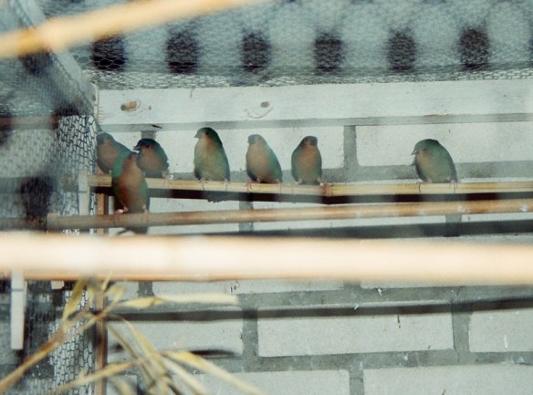 Diamante del bambù in voliera (allevamento olandese)