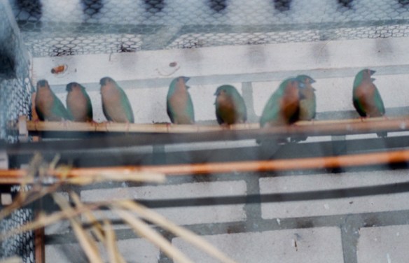 Diamante del bambù in voliera (allevamento olandese)