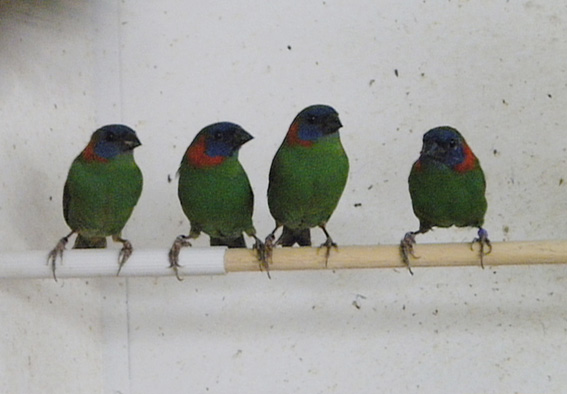 Due coppie in volieretta