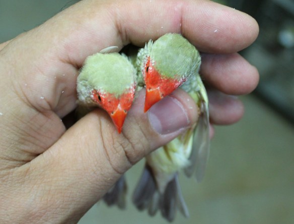 femmina agata e femmina "diluito recessivo" a confronto