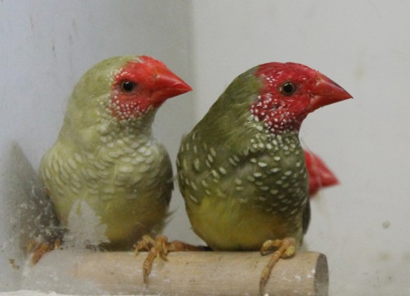 Diamante Codarossa mutazione agata (femmina) e ancestrale (maschio)