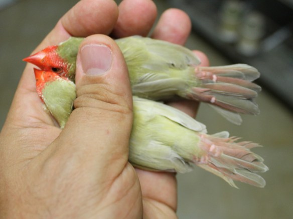 femmina agata e femmina "diluito recessivo" a confronto