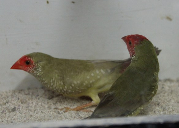 femmina "diluito recessivo" e maschio ancestrale a confronto