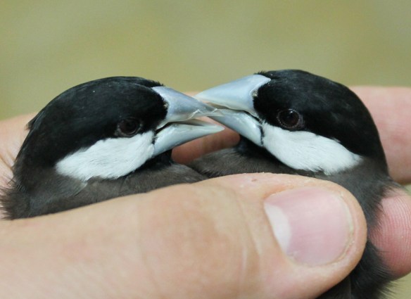 Da SN: femmia e maschio a confronto