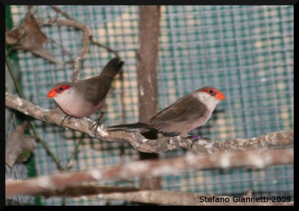 Astro di Sant'Elena (coppia)