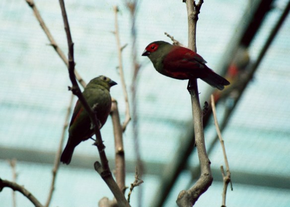 Astro montano di Reichenow (coppia in voliera)
