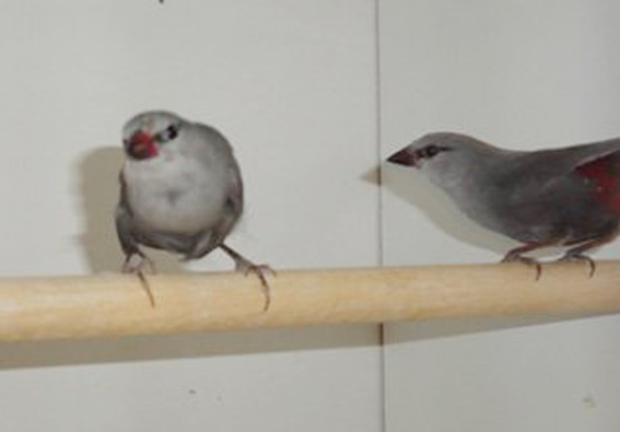 Estrilde Codaceto (coppia, allevamento olandese)