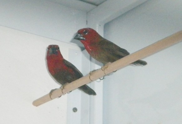 Spaccasemi Rosso (copia)