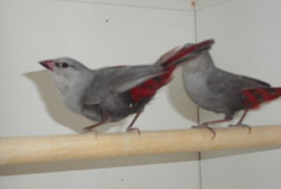 Estrilde Codaceto (coppia, allevamento olandese)