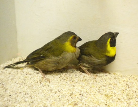 Piccolo cantore di Cuba (coppia)