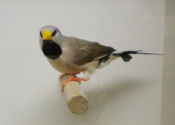 Diamante Codalunga auticauda