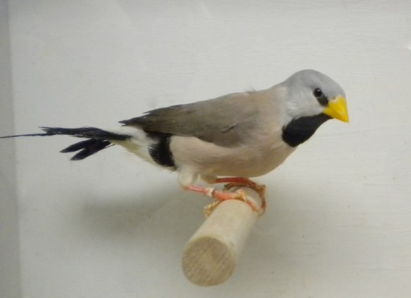 Diamante Codalunga acuticauda