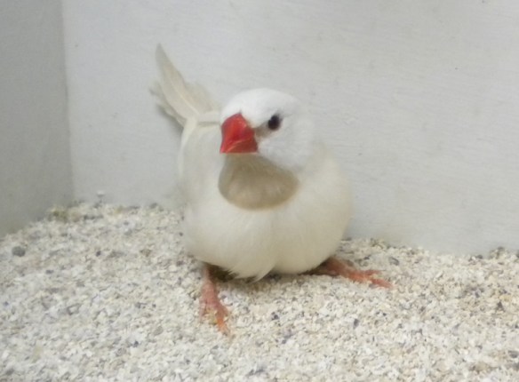 Diamante Codalunga Hecki mutazione ino