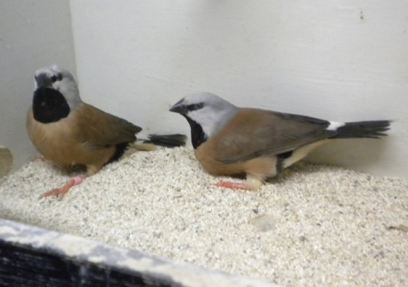 Diamante Bavetta (coppia)