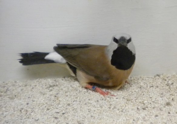 Diamante Bavetta (maschio)