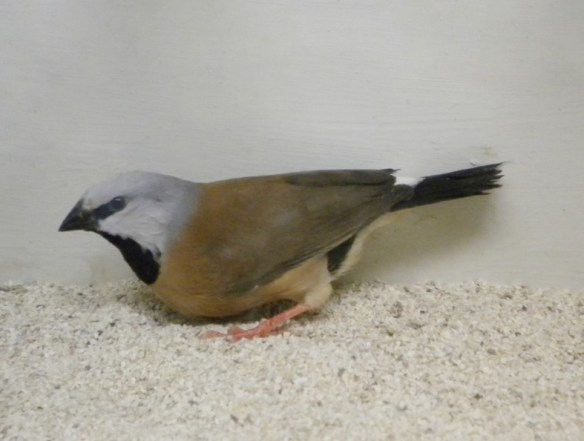 Diamante Bavetta (maschio)