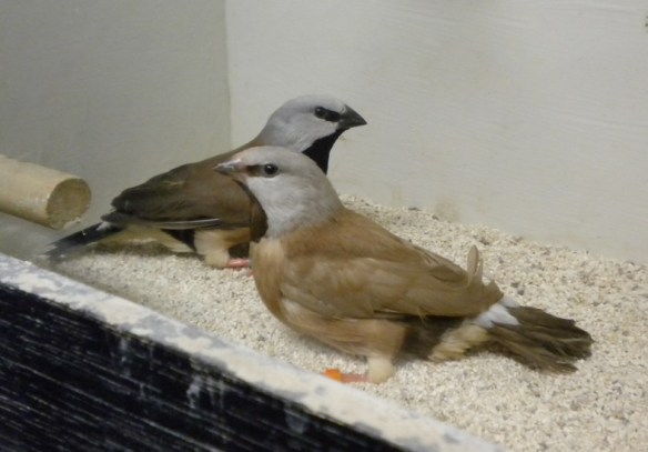 Mutazione bruno ed ancestrale a confronto