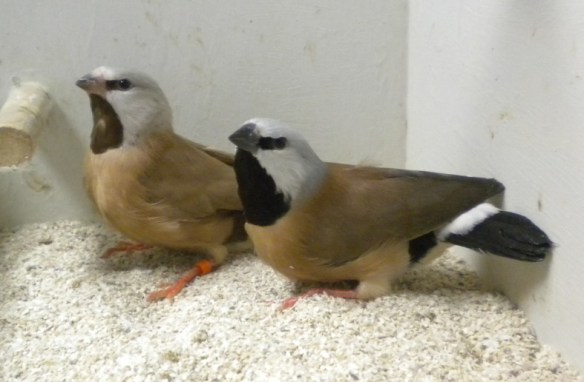 Mutazione bruno e ancestrale a confronto