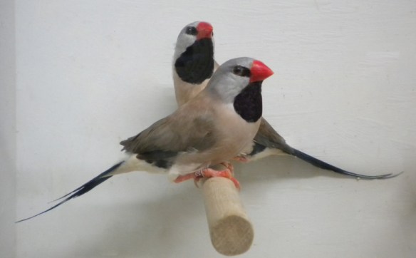 Diamante Codalunga Hecki (coppia)