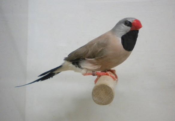 Diamante Codalunga Hecki (femmina)