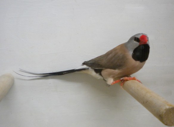 Diamante Codalunga Hecki (maschio)