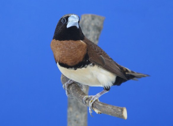 Donnacola petto castano (foto Stefano Giannetti, All. Finocchietti)