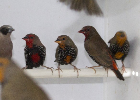 Diamante variopinto giallo e ancestrale a confronto