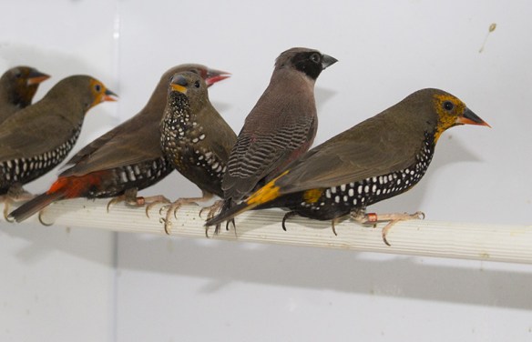 Diamante variopinto giallo (novelli in fase di muta)