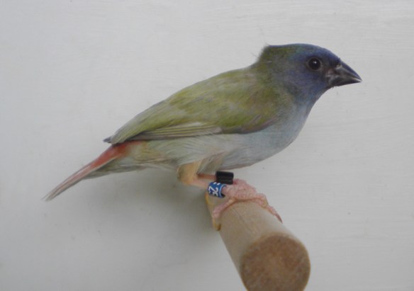 Diamante di Tanibar pastello recessivo (femmina)