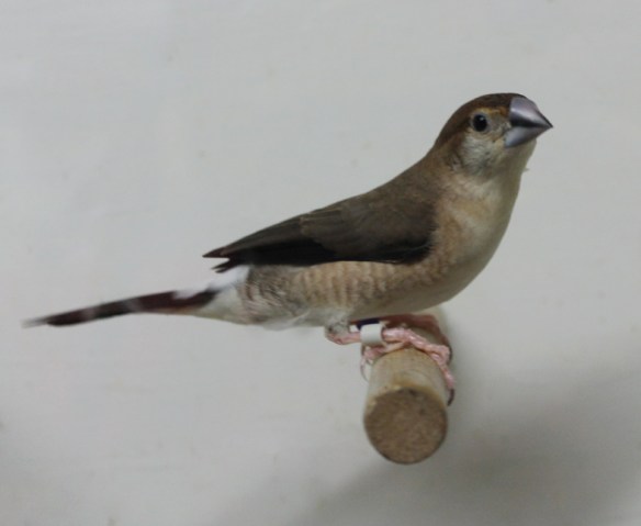 Becco di piombo (femmina)