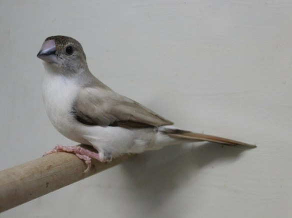 Becco di piombo pastello (femmina)