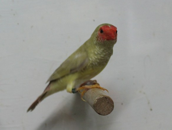 Diamante Codarossa agata (femmina)