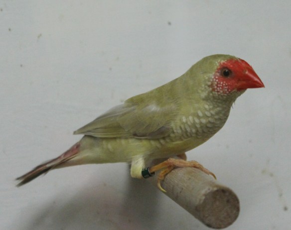 Mutazione "diluito recessivo" (femmina)