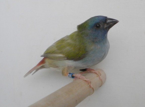 Diamante di Tanibar pastello recessivo (femmina)