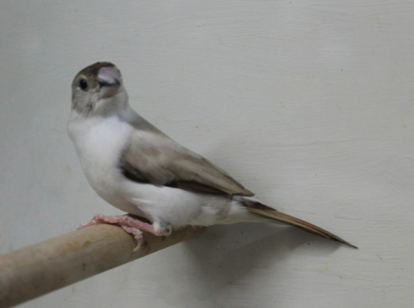 Becco di piombo pastello (femmina)