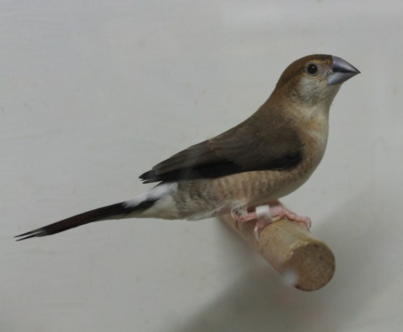 Becco di piombo (femmina)