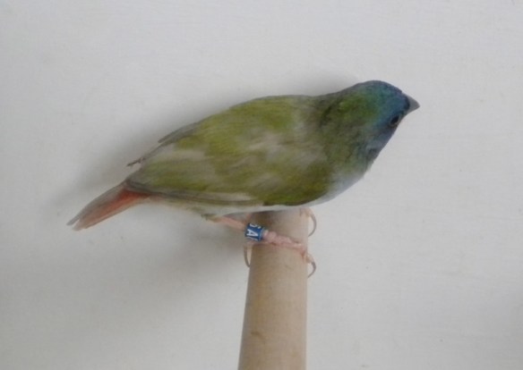 Diamante di Tanibar pastello recessivo (femmina)