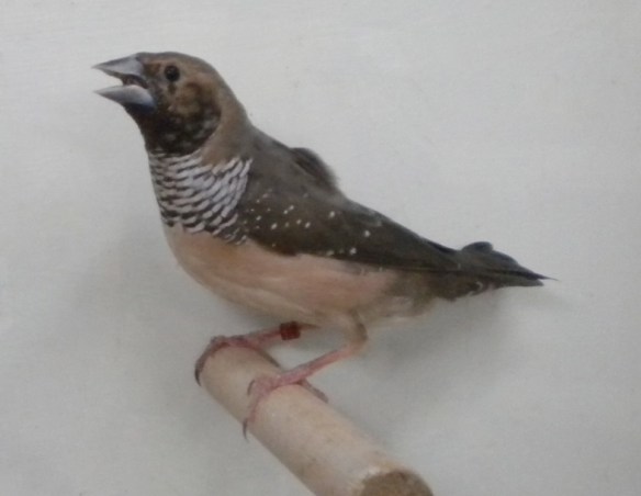 Donnacola petto bianco (femmina)