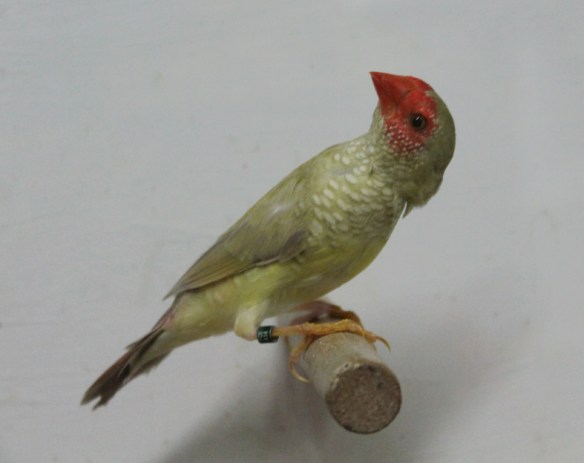 Diamante Codarossa agata (femmina)