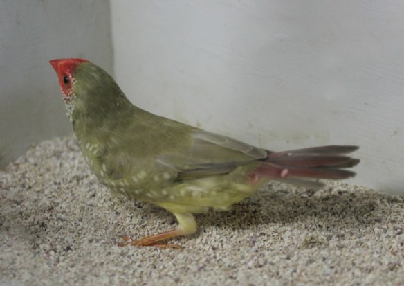 Mutazione "diluito recessivo" (femmina)