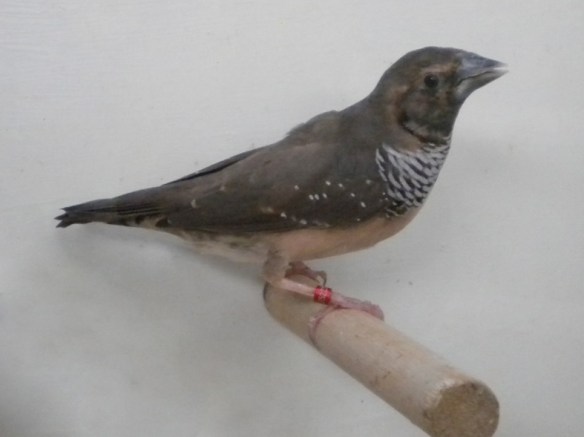 Donnacola petto bianco (femmina)