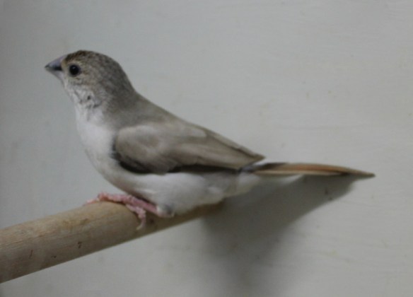 Becco di piombo pastello (femmina)