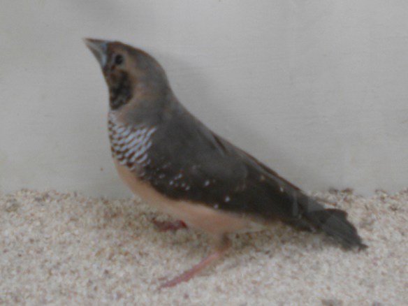 Donnacola petto bianco (femmina)