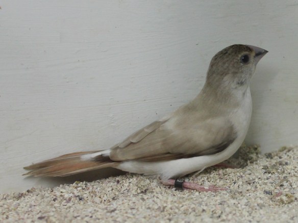 Becco di piombo pastello (femmina)