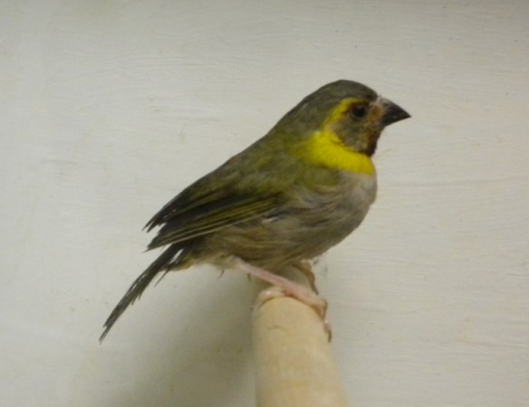 Piccolo cantore di Cuba (femmina)